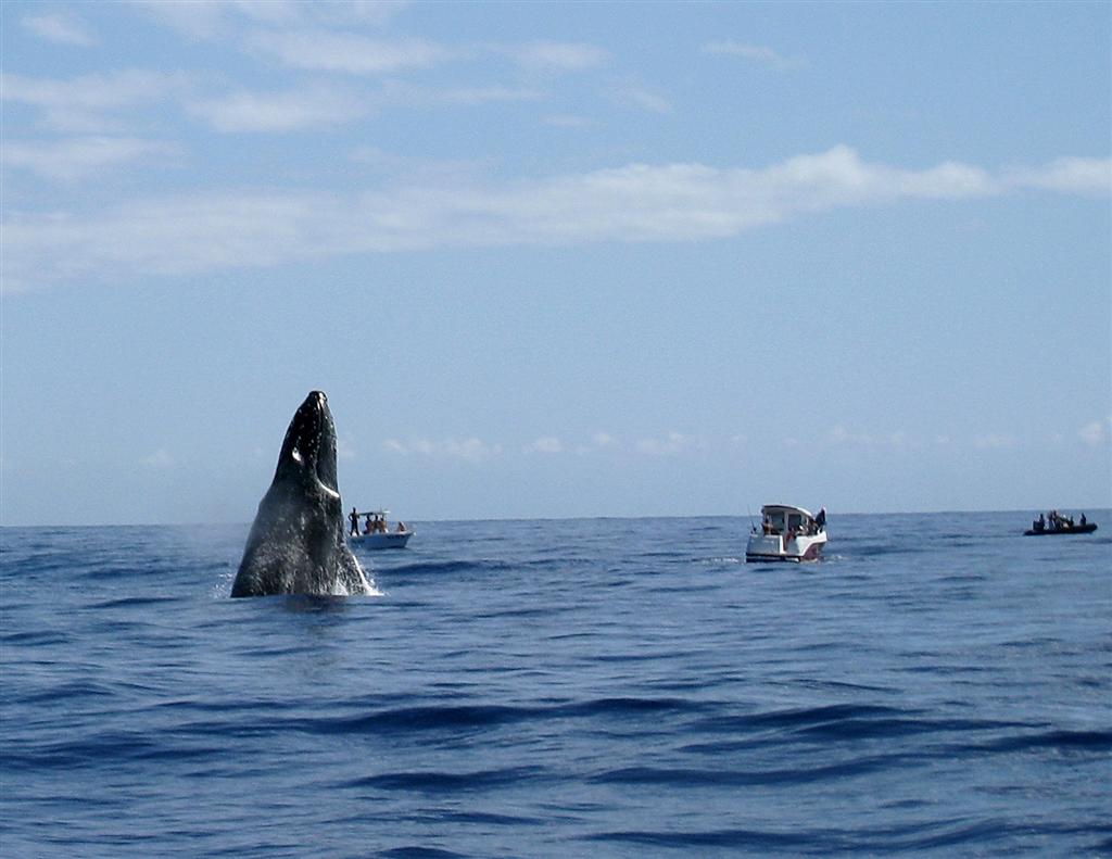 voir des baleines